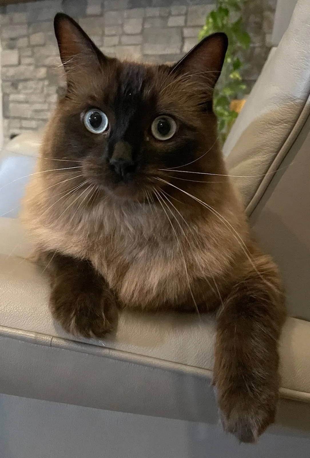 Kiona